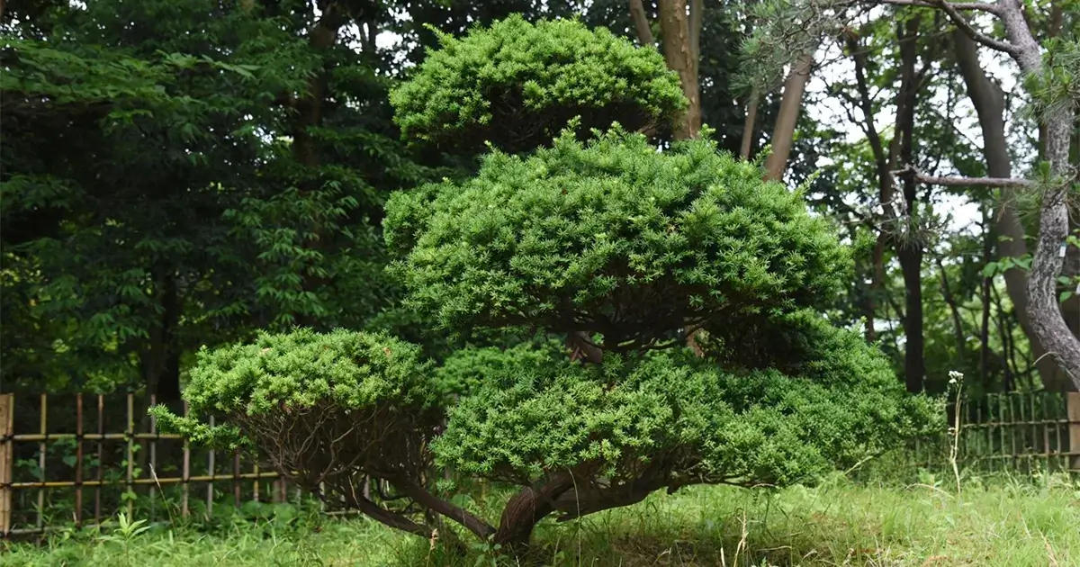 Japanese Yew